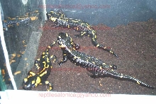 My 3 Salamandra salamandra