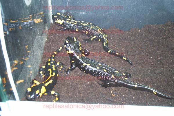 My 3 Salamandra salamandra