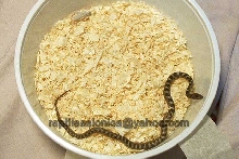 My Greek Cat snake