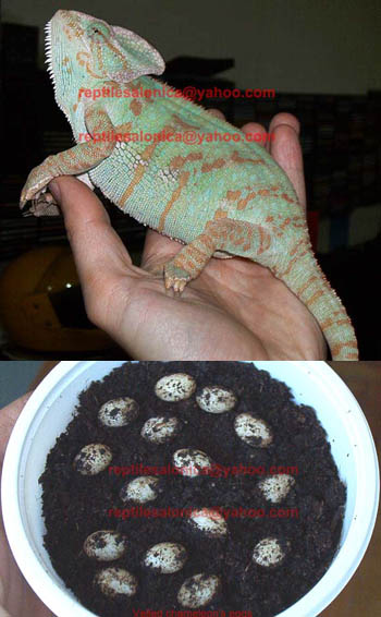 My friend's Veiled & her eggs
