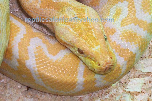 albino Python molurus bivittatus