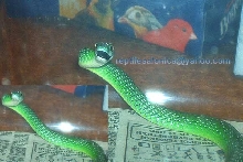 spotted bush snake?