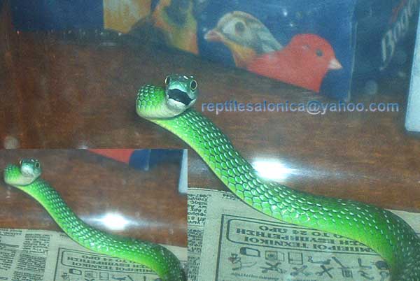 spotted bush snake?