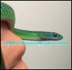 spotted bush snake??