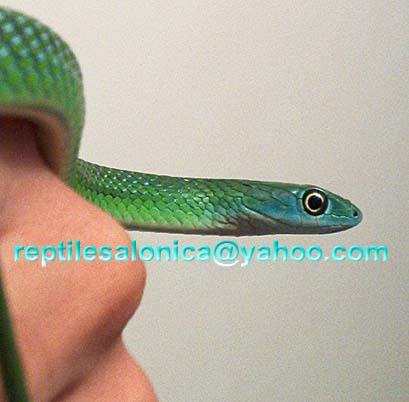 spotted bush snake??