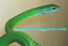 spotted bush snake??