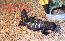 uromastyx dispar flavifasciata hembra