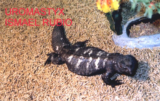 uromastyx dispar flavifasciata hembra
