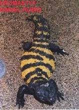 UROMASTYX DISPAR FLAVIFASCIATA