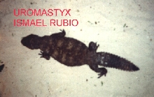 uromastyx dispar flavifasciata macho 1