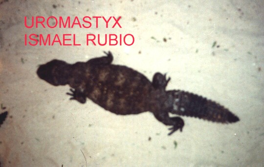 uromastyx dispar flavifasciata macho 1