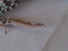 Ralphs foot