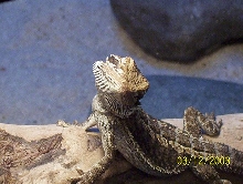 George striking  pose