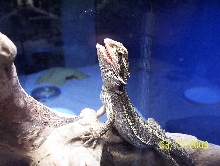 george basking