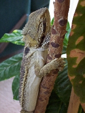 George