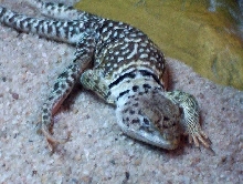 Ralph waking up