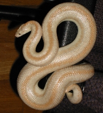 Hypo San Felipe (or Ghost if you like)
