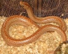 2006 hypo borrego