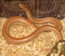 2006 hypo borrego
