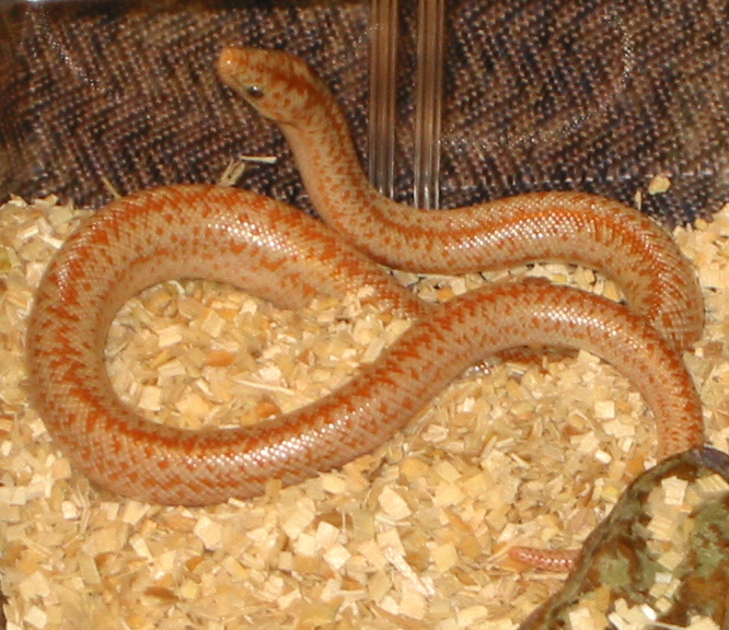 2006 hypo borrego