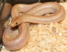 2008 hypo Borrego 2