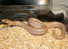 2008 hypo Borrego