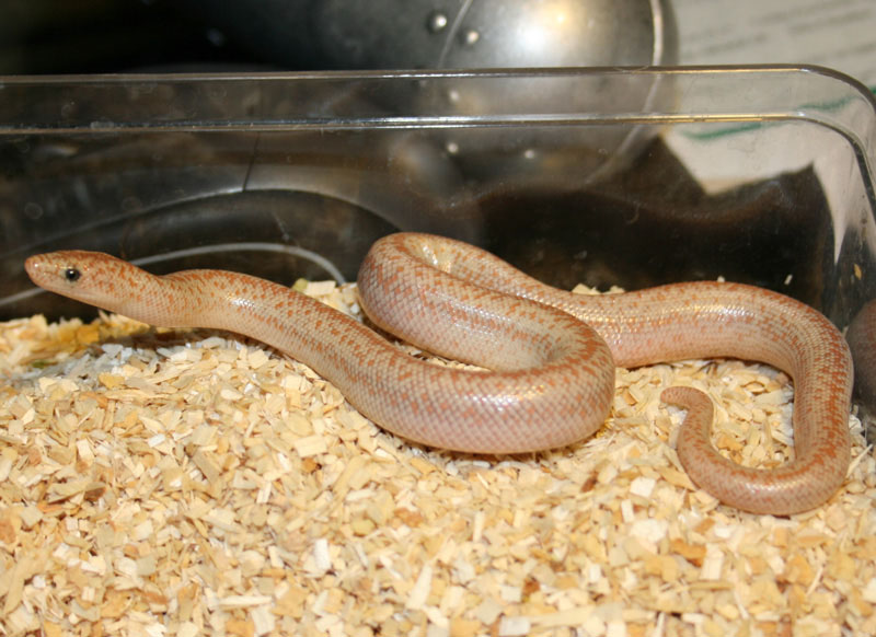 2008 hypo Borrego