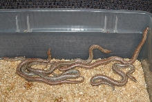 2008 Borrego litter