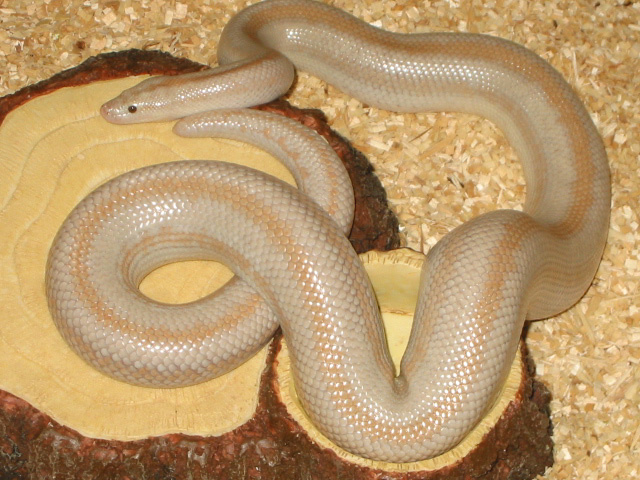 Female Hypo San Felipe
