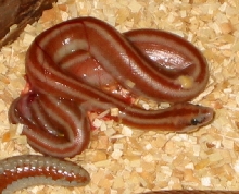 San Felipe newborn