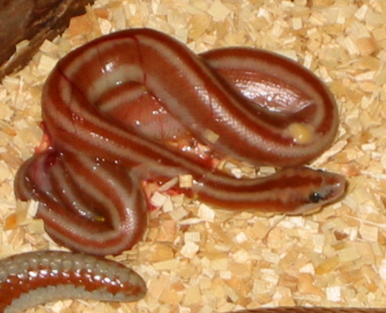San Felipe newborn