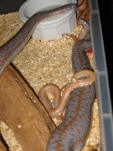 borrego birth