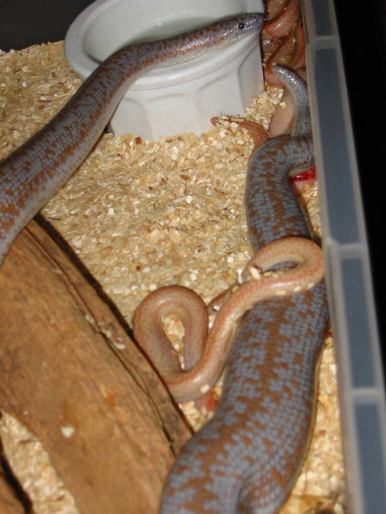 borrego birth