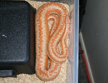 Limburg amel before birth