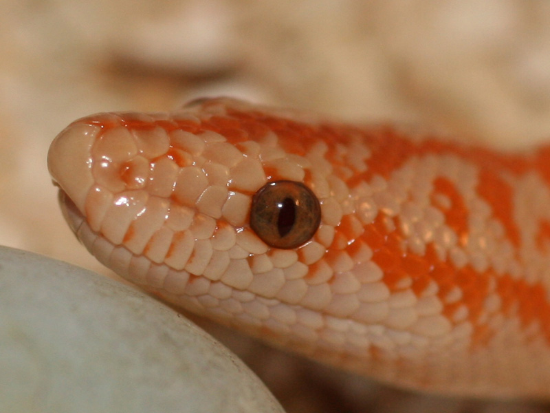 Limburg albino headshot