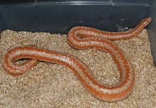 Limburg amel after birth