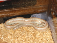 Male Hypo San Felipe