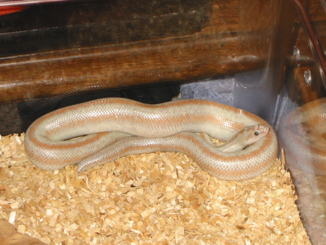 Male Hypo San Felipe