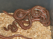 2008 San felipe litter