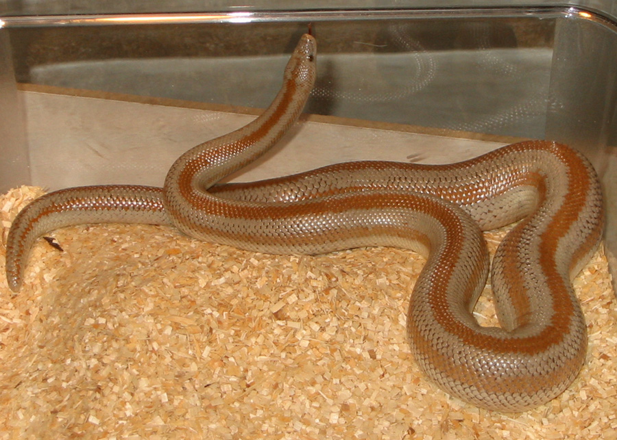 Adult san felipe male