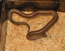 newborn whitewater