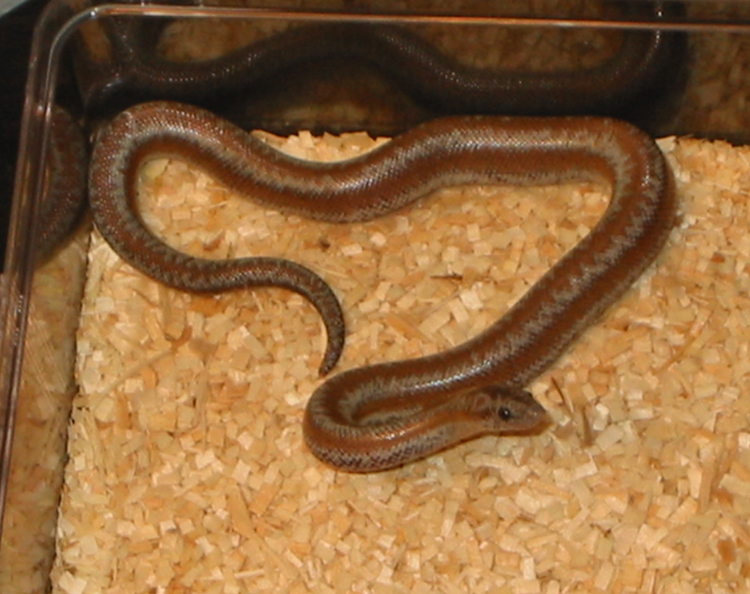 newborn whitewater