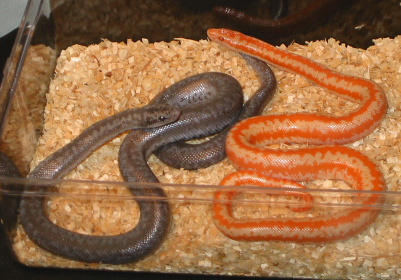 Limburg albino and Hemet anery