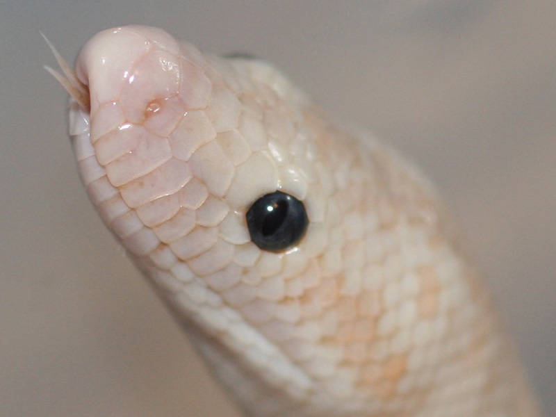 Snow rosy headshot