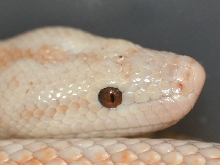 Ghost san felipe headshot