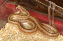 Female 2005 het hypo SF