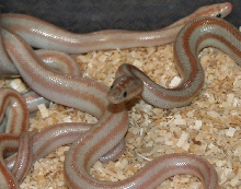 Ghost het closeup