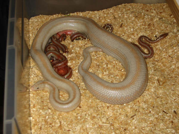 het hypo san felipe birth