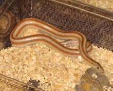het ghost san felipe
