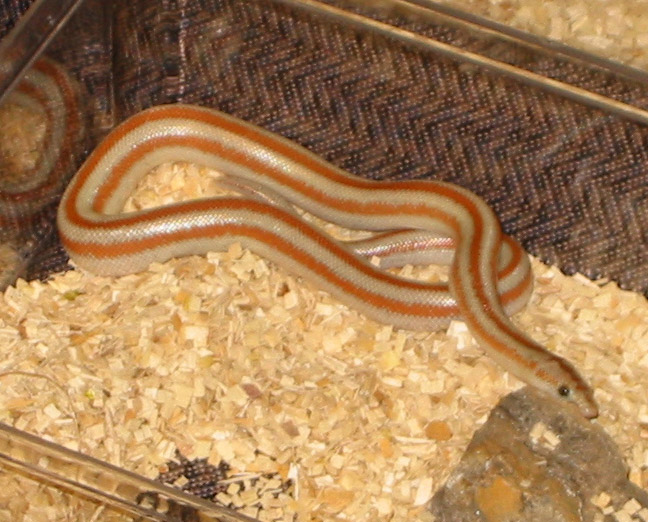 het ghost san felipe